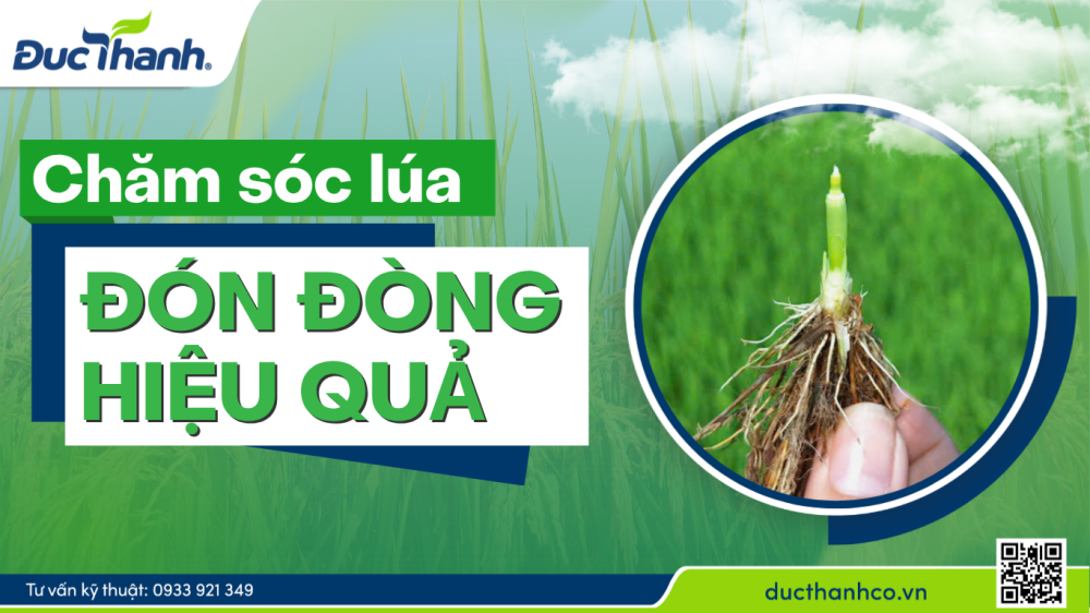 Chăm sóc lúa đón đòng hiệu quả