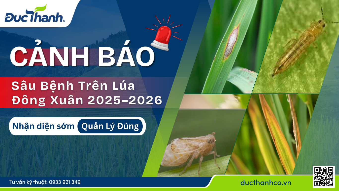 Cảnh báo sâu bệnh trên lúa đông xuân 2025–2026: Nhận diện sớm, quản lý đúng để giữ năng suất cuối vụ