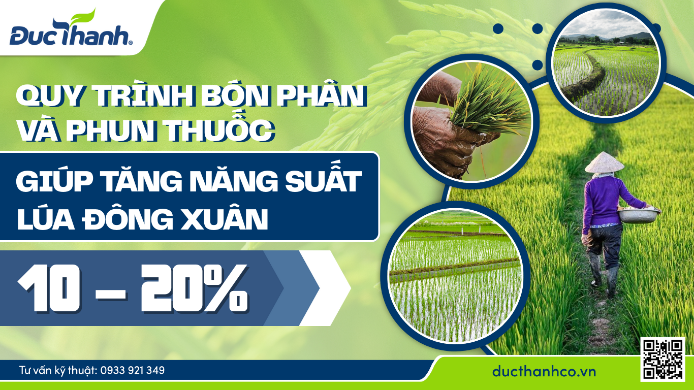 Quy trình bón phân và phun thuốc giúp tăng năng suất lúa Đông Xuân 10–20%