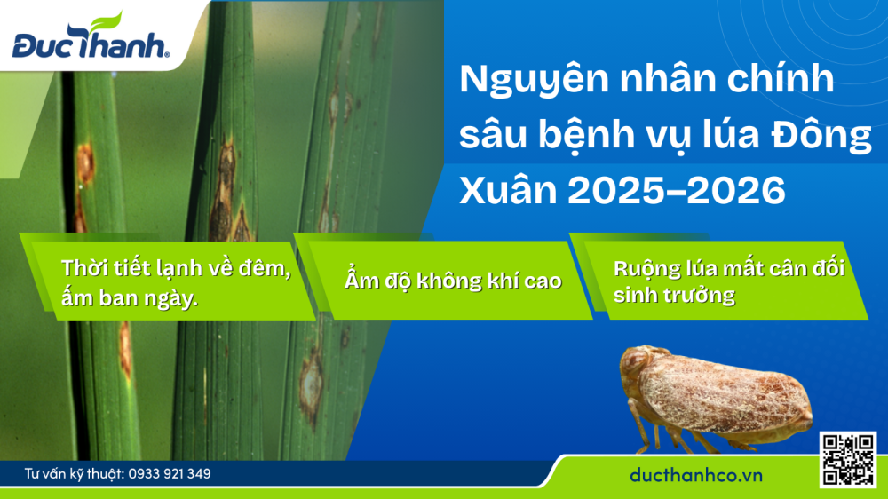 Hình 1. Nguyên nhân chính sâu bệnh vụ lúa Đông Xuân
