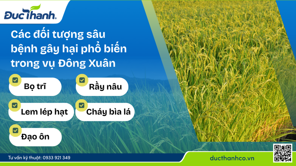 Hình 2. Các đối tượng sâu bệnh trên ruộng lúa Đông Xuân