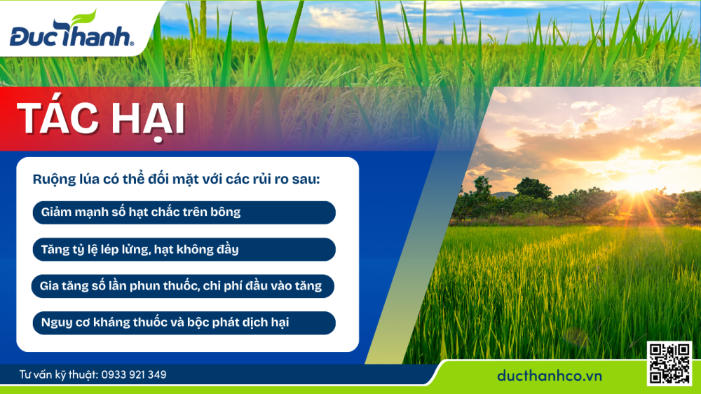 Hình 3. Tác hại nếu không quản lý sâu bệnh kịp thời