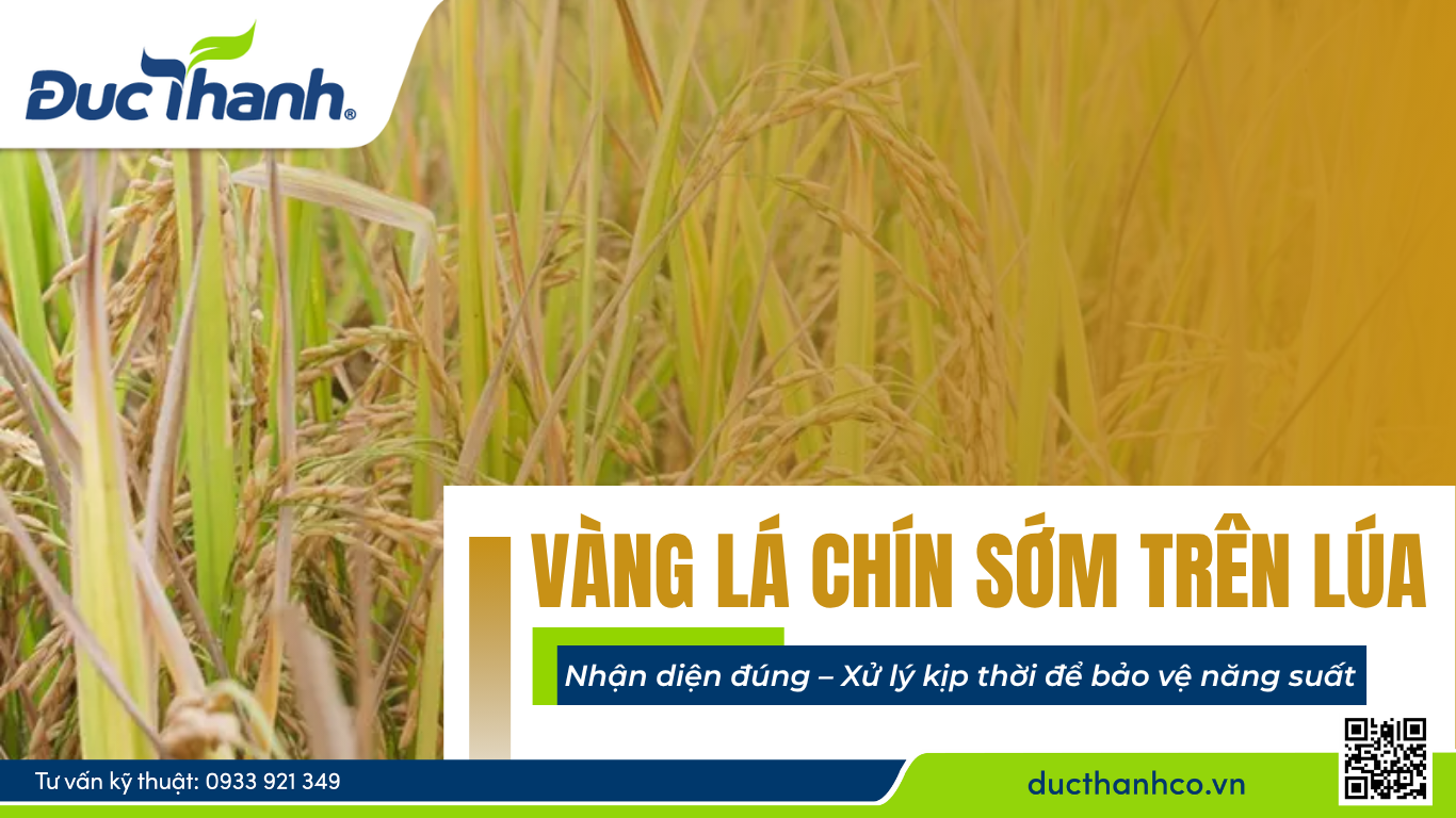 Vàng lá chín sớm trên lúa: Nhận diện đúng – Xử lý kịp thời để bảo vệ năng suất