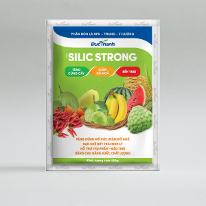 dt bobo silic strong