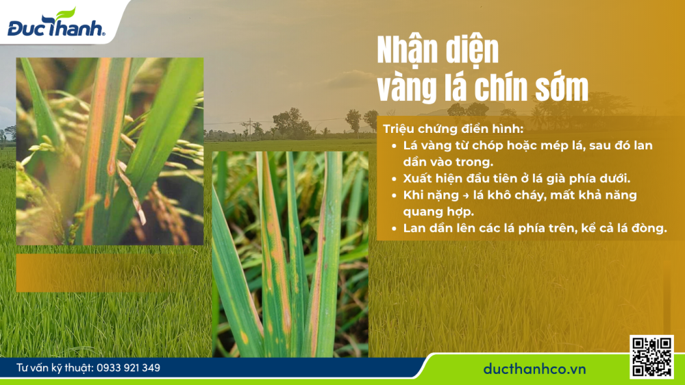 Hình 1. Nhận diện vàng lá chín sớm trên lúa
