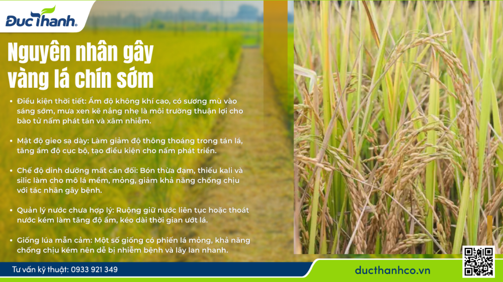 Hình 2. Nguyên nhân gây vàng lá chín sớm