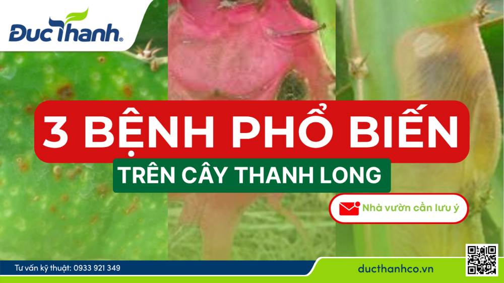 3 bệnh phổ biến trên cây thanh long nhà nông cần chú ý