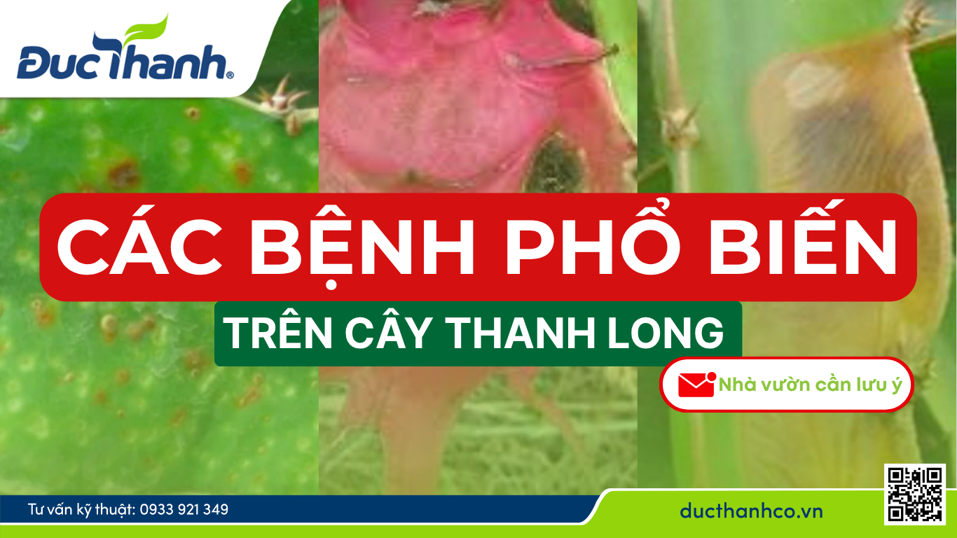 Các bệnh phổ biến trên thanh long