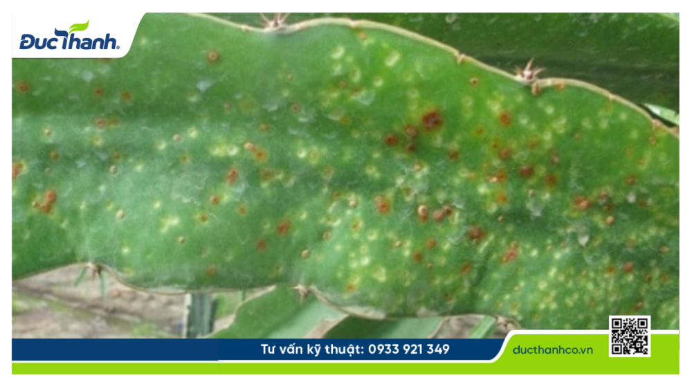 Hình 1. Bệnh Đốm Nâu Trên Thanh Long