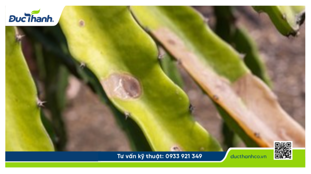 Hình 2. Bệnh thối cành trên thanh long