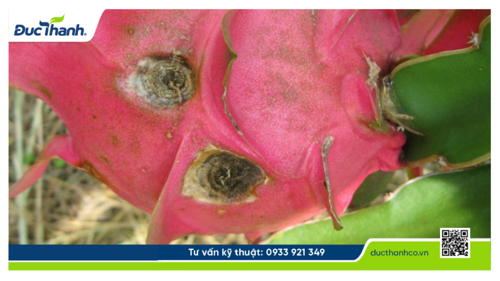 Hình 3. Bệnh thán thư trên thanh long