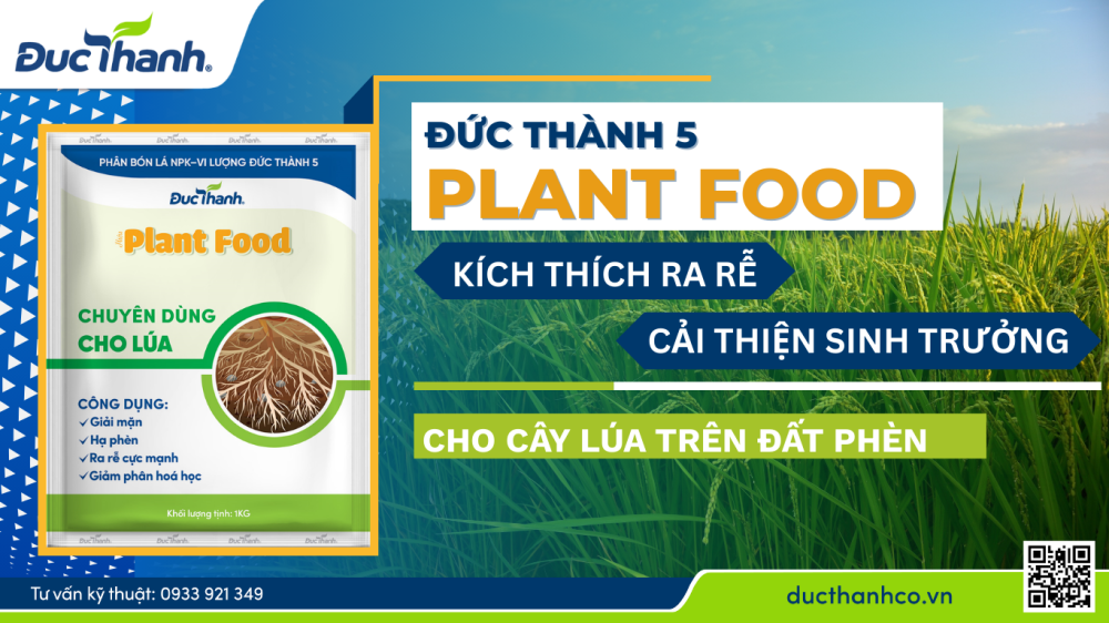 kích thích ra rễ lúa trên đất phèn