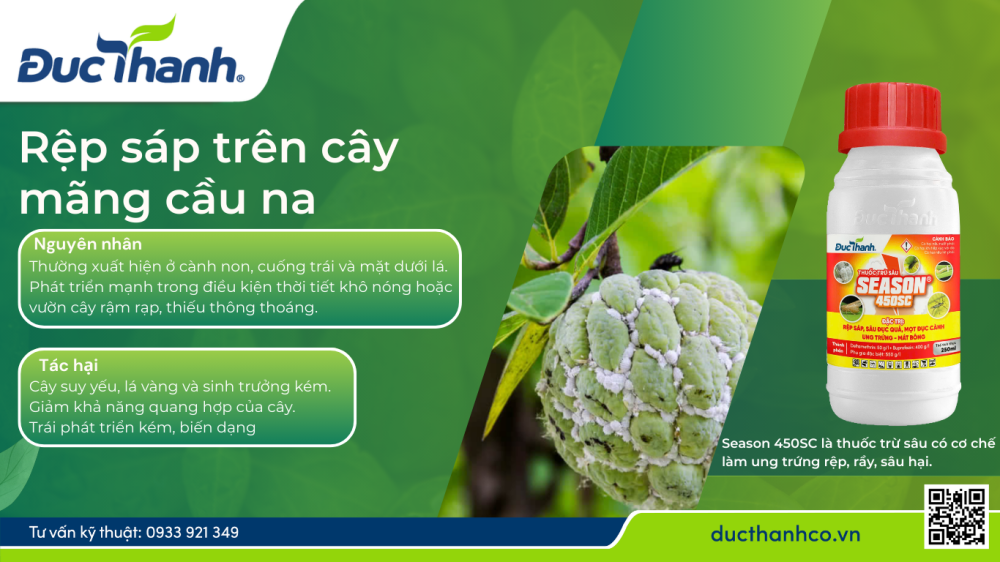 điều trị rệp sáp trên mãng cầu na