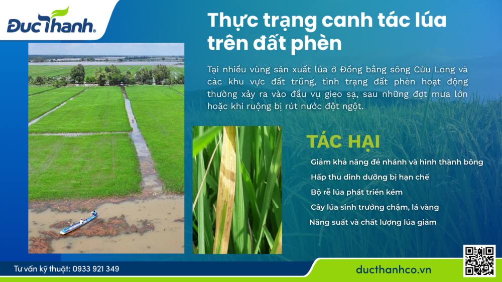 kích thích ra rễ lúa trên đất phèn