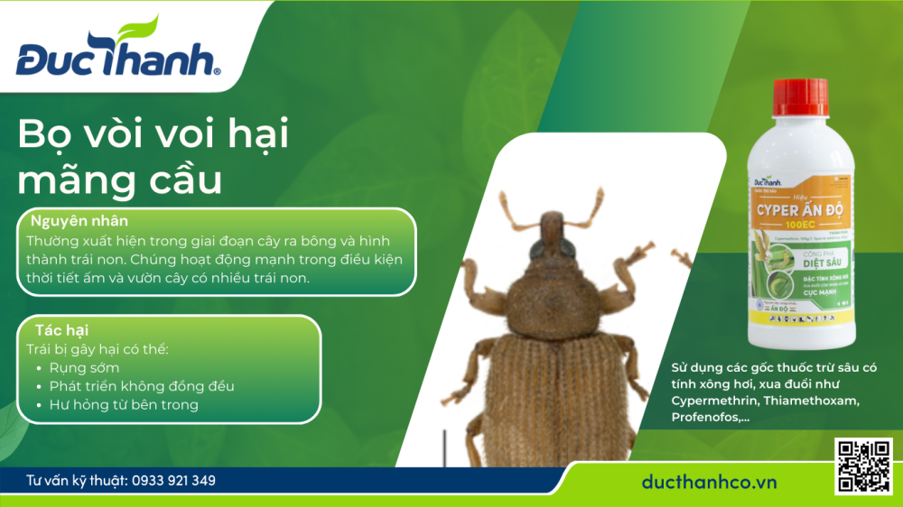 trị bọ vòi voi trên mãng cầu na