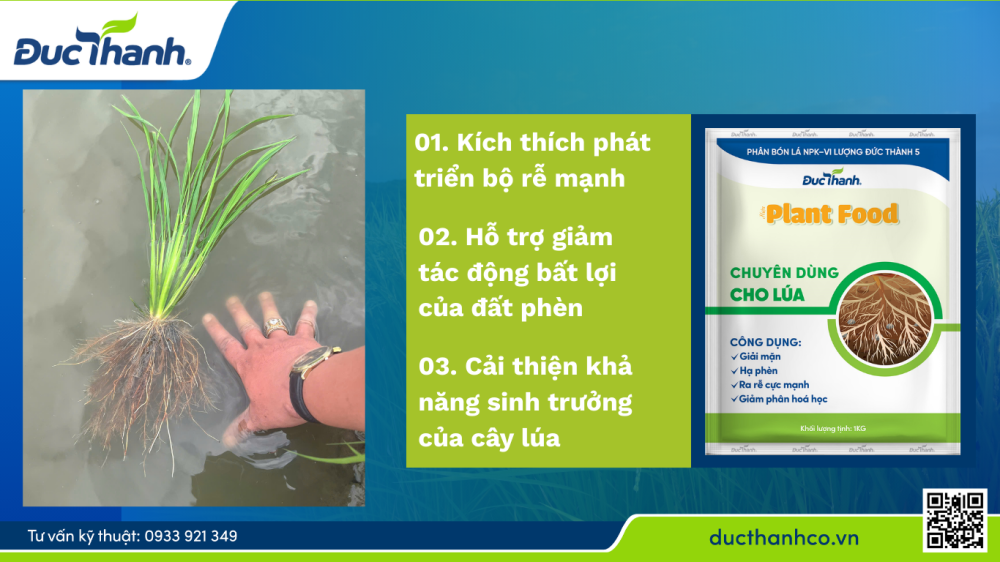 kích thích ra rễ lúa trên đất phèn