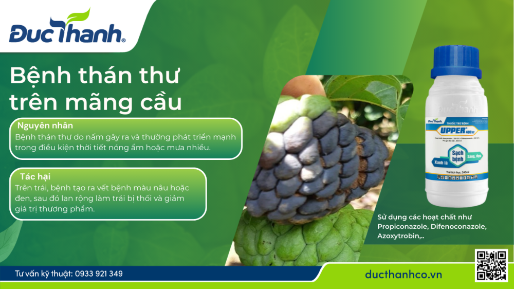 trị thán thư trên mãng cầu