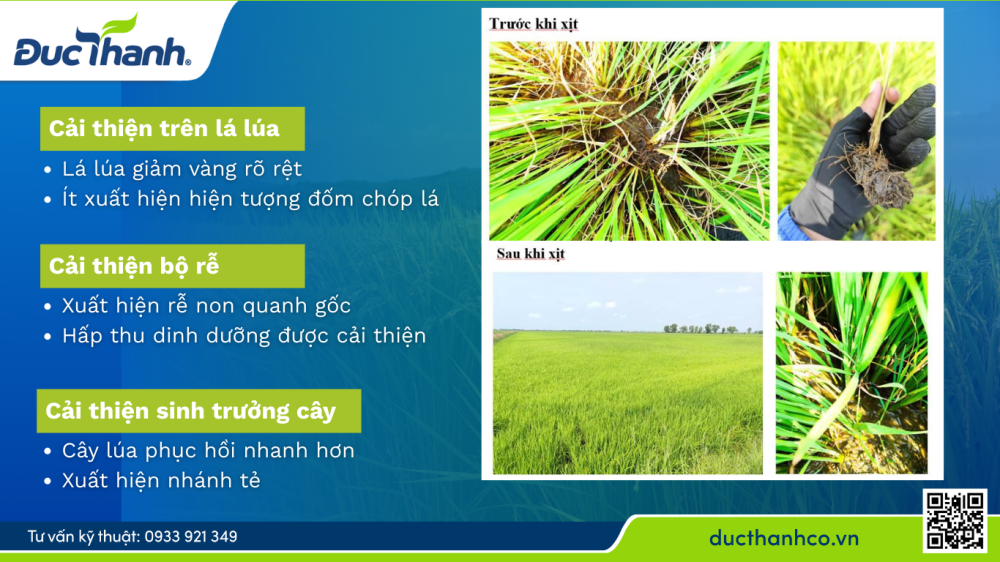 kích thích ra rễ lúa trên đất phèn