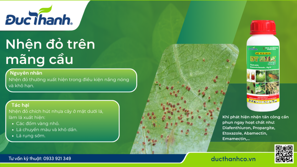 trị nhện đỏ trên mãng cầu na