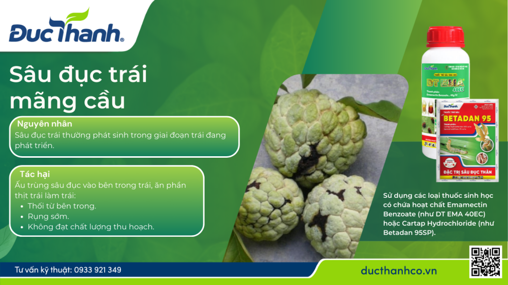 trị sâu đực thân trên mãng cầu na