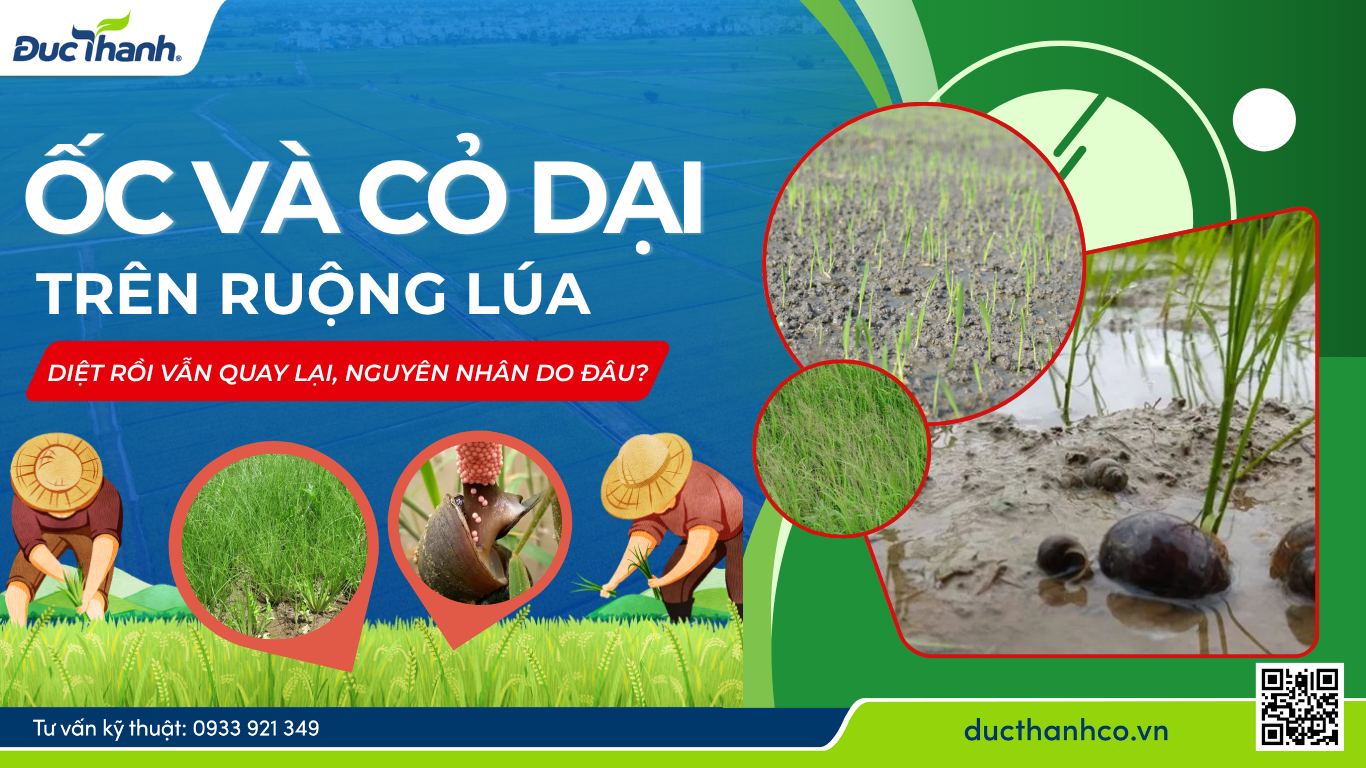 Ốc và cỏ dại trên ruộng lúa: Diệt rồi vẫn quay lại, nguyên nhân do đâu?