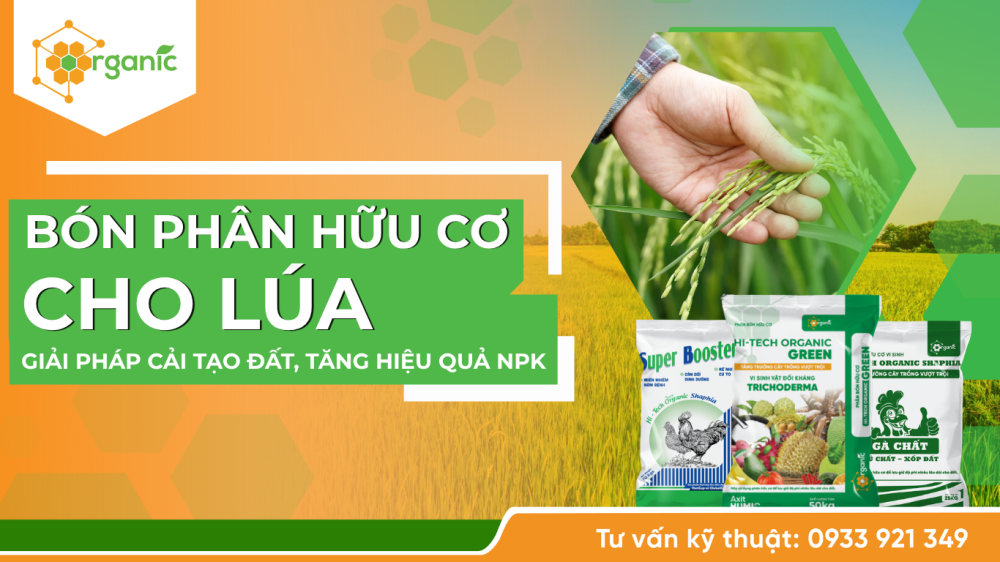 Bón phân hữu cơ cho lúa: Giải pháp cải tạo đất, tăng hiệu quả NPK