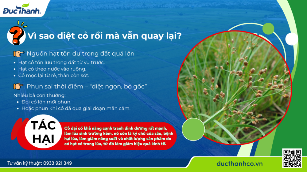 Hình 1. Vì sao ốc và cỏ dại “diệt rồi vẫn quay lại”?