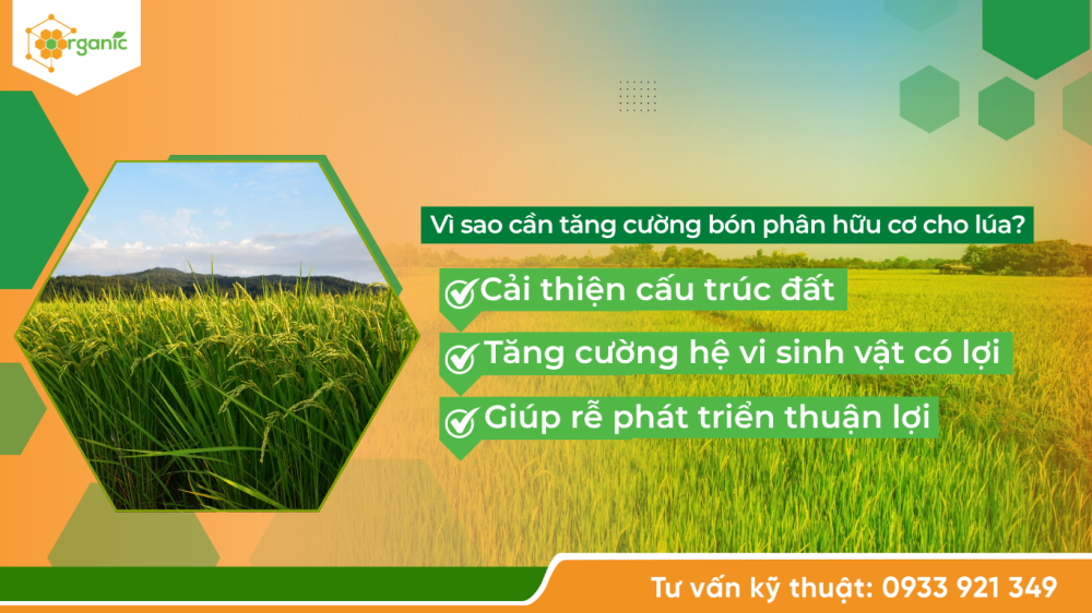 Hình 1. Vì sao cần tăng cường bón phân hữu cơ cho lúa?