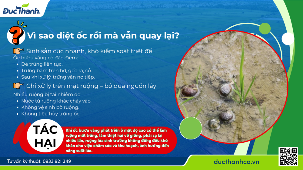 Hình 2. Ốc bươu vàng: Sinh sản cực nhanh, khó kiểm soát triệt để