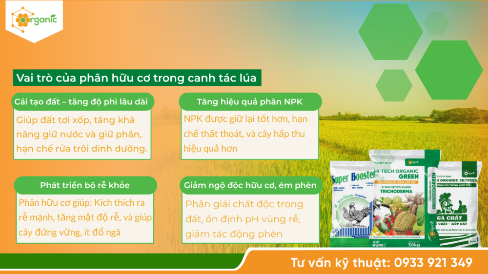 Hình 2. Vai trò của phân hữu cơ trong canh tác lúa