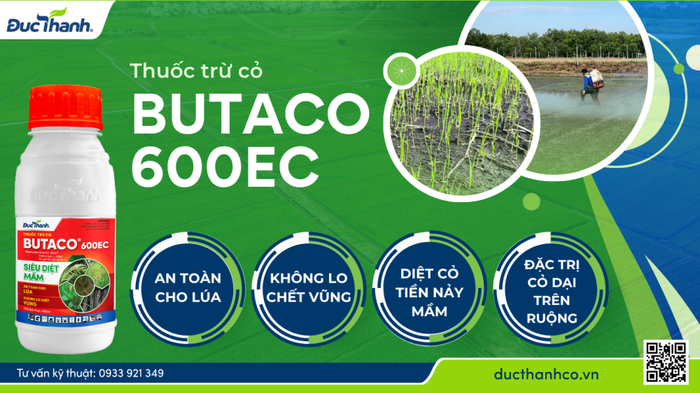 Hình 3. Quản lý cỏ dại ngay từ đầu vụ với Butaco 600EC