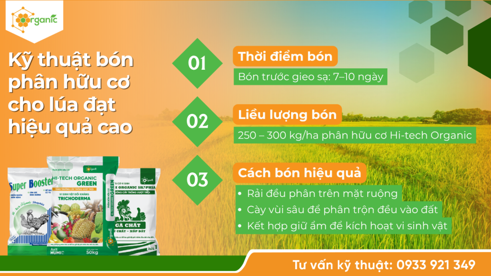 Hình 3. Kỹ thuật bón phân hữu cơ cho lúa đạt hiệu quả cao
