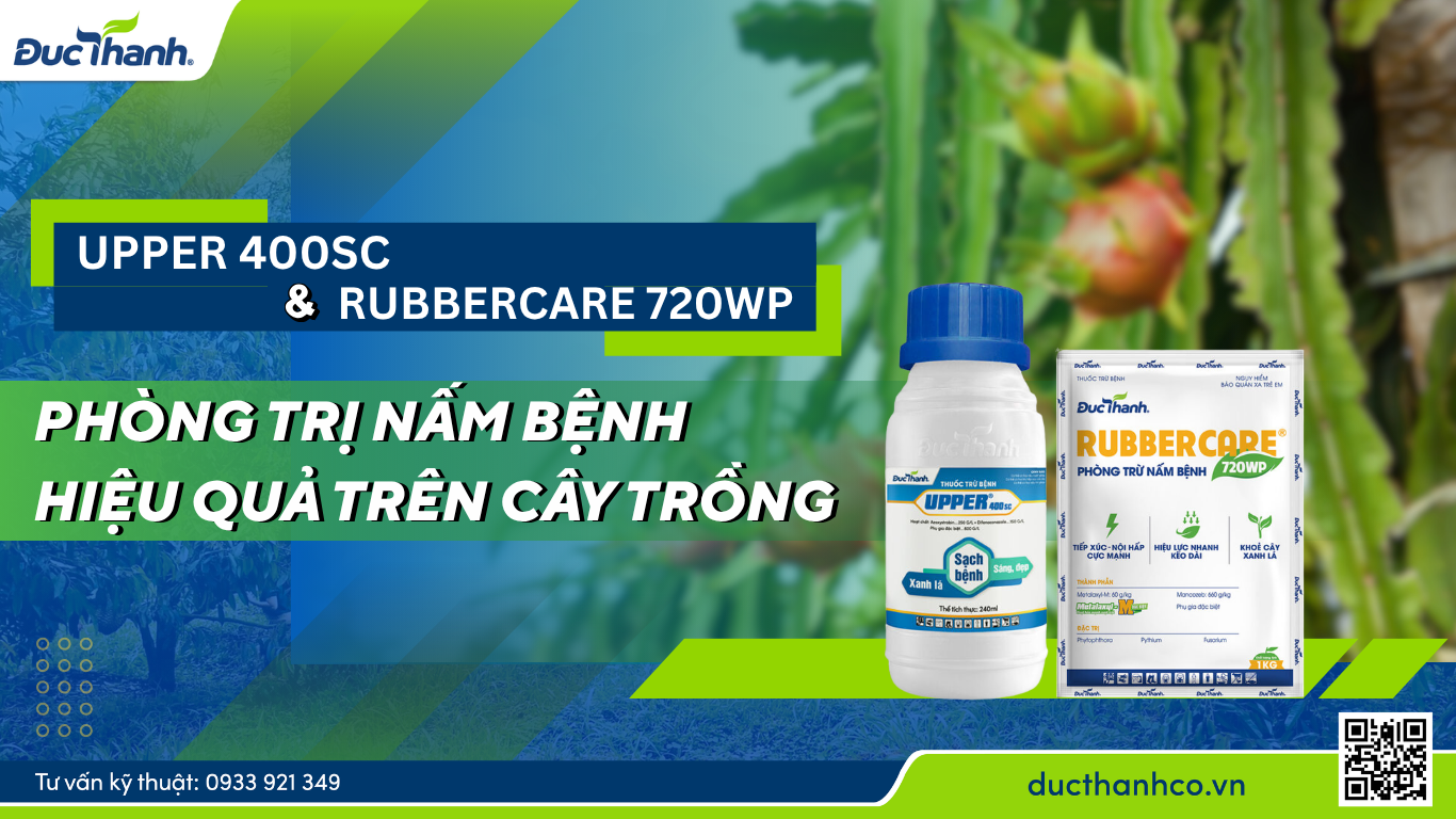 Upper 400SC và Rubbercare 720WP – Bộ đôi phòng trị nấm bệnh hiệu quả trên cây trồng