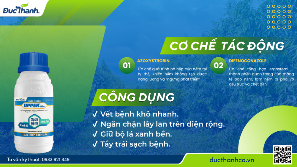 Hình 1. Upper 400SC – Kiểm soát mạnh nấm bệnh trên thân, lá và trái