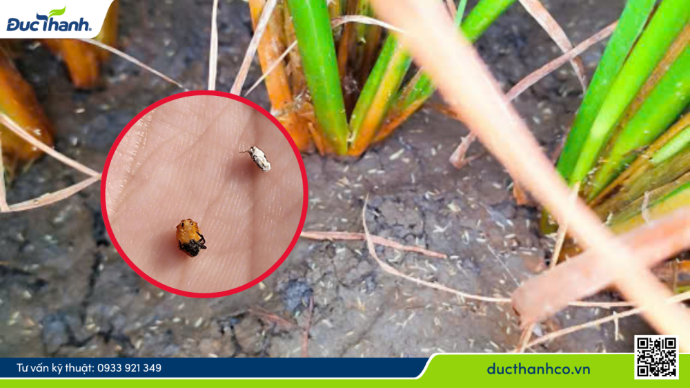 hiệu quả Nấm trắng xanh