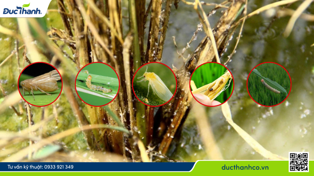 KIỂM SOÁT SÂU RẦY HIỆU QUẢ