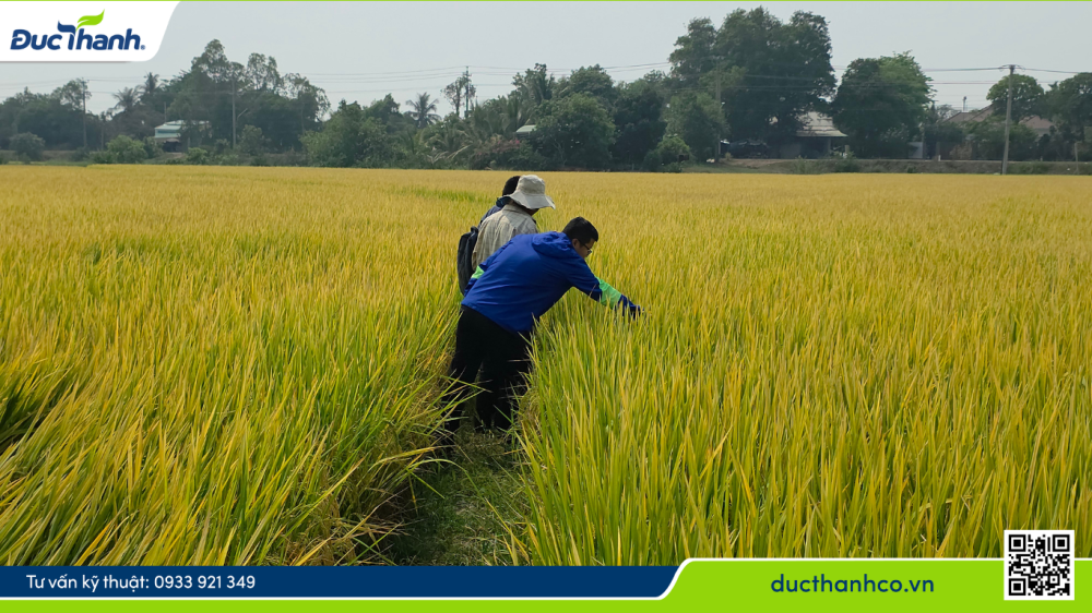 SỬ DỤNG TRẮNG XANH VÀ AMINO