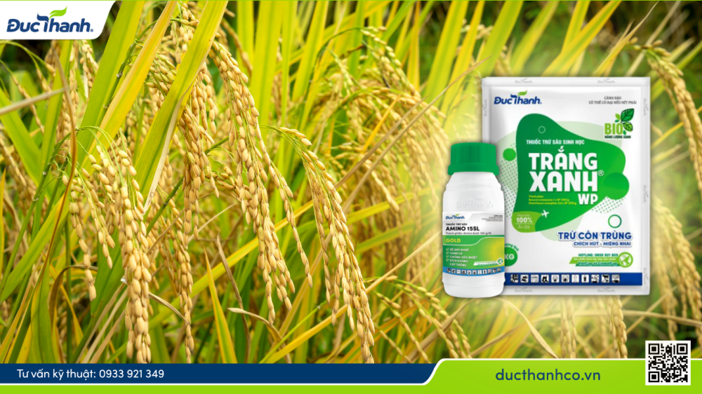 Bộ đôi Trắng Xanh WP & Amino 15SL Gold