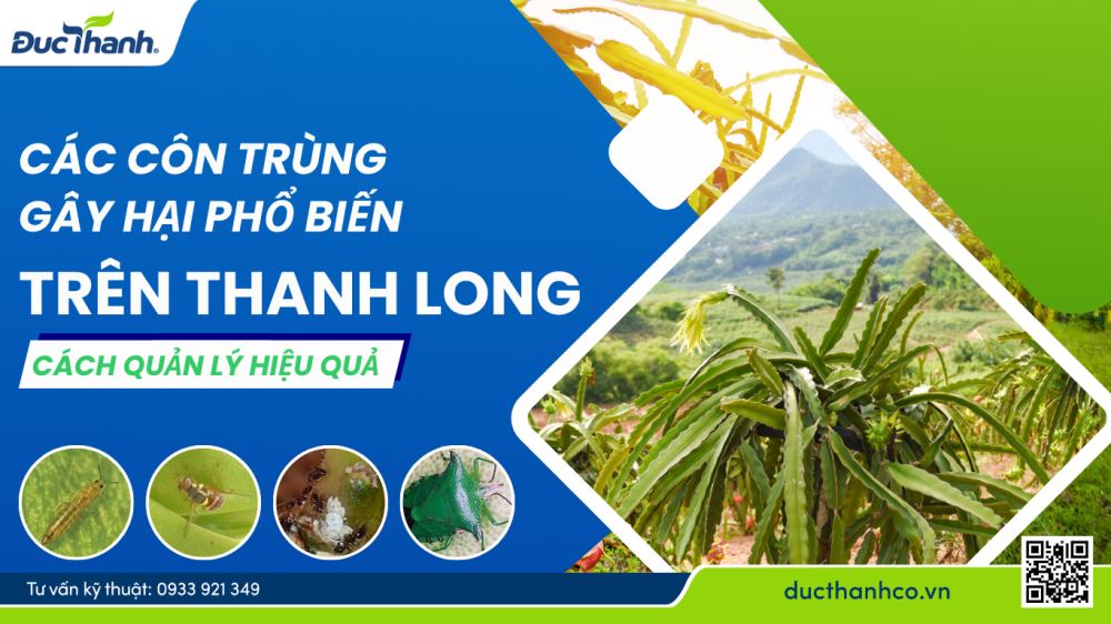 Các côn trùng gây hại phổ biến trên cây thanh long và cách quản lý hiệu quả
