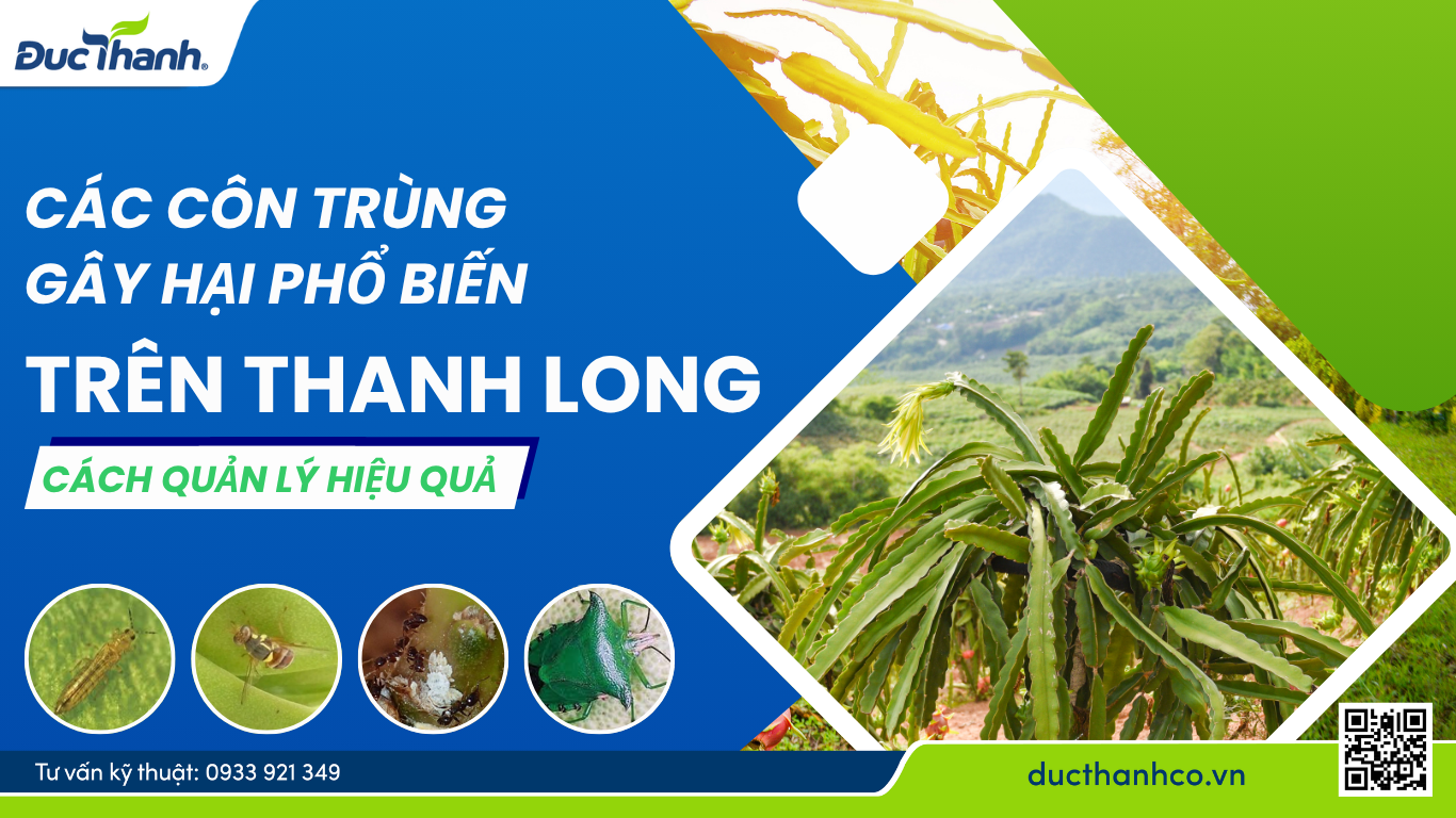 Các côn trùng gây hại phổ biến trên cây thanh long và cách quản lý hiệu quả