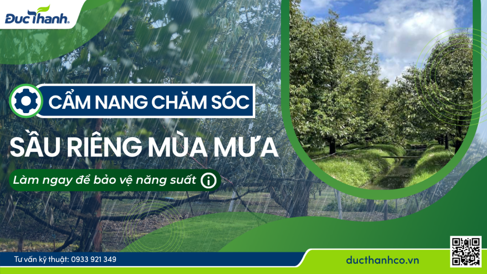 Cẩm nang chăm sóc sầu riêng mùa mưa - Làm ngay để bảo vệ năng suất