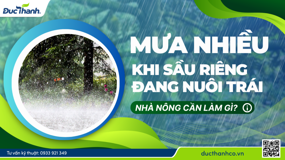 Mưa nhiều khi sầu riêng đang nuôi trái: Nhà nông cần làm gì?