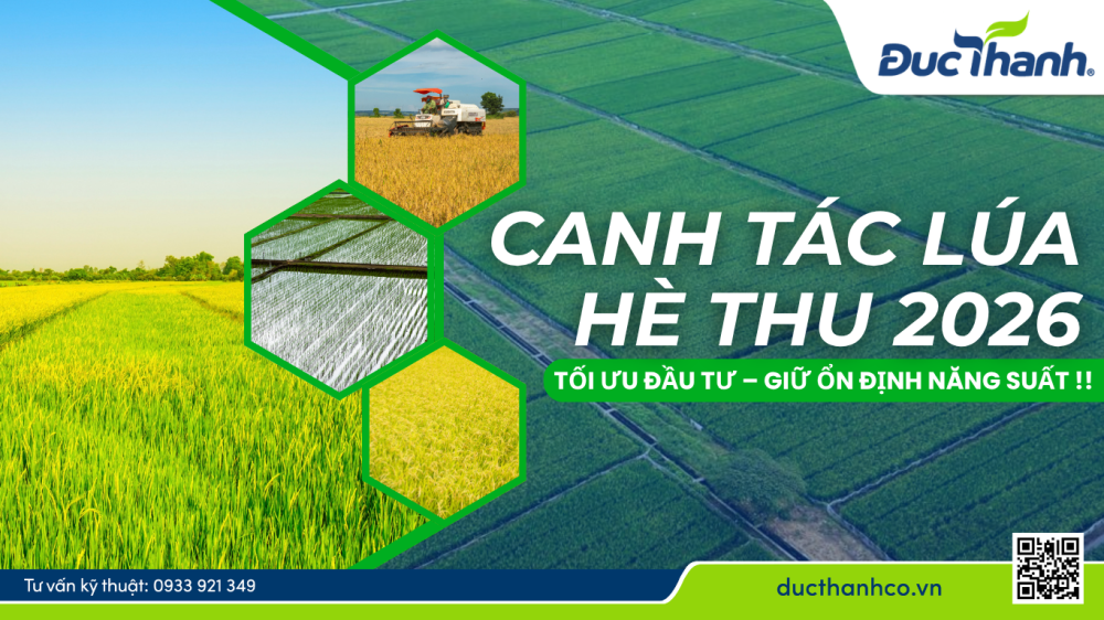 Canh tác lúa Hè Thu 2026: Tối ưu đầu tư – giữ ổn định năng suất