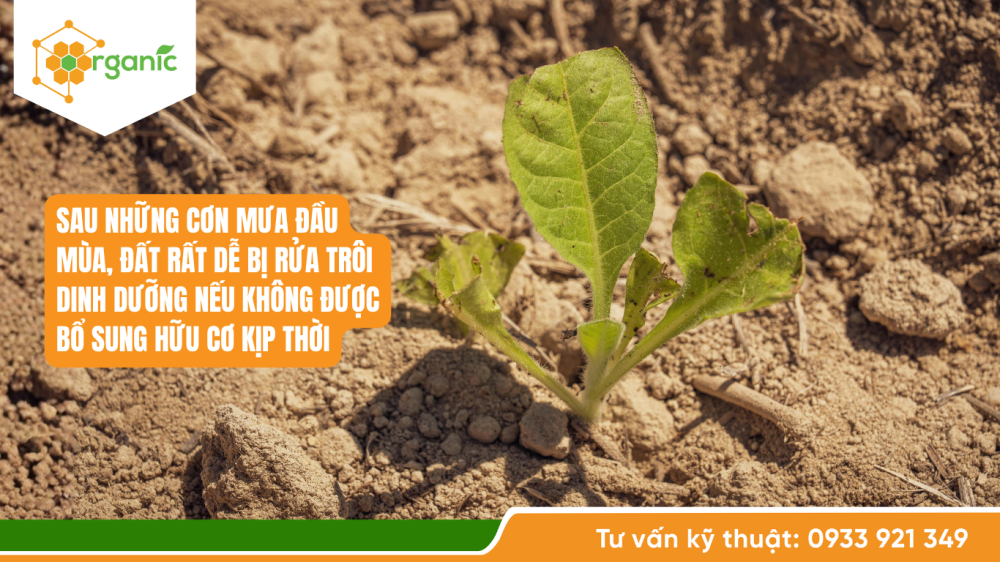 phân bón hữu cơ high-tech organic