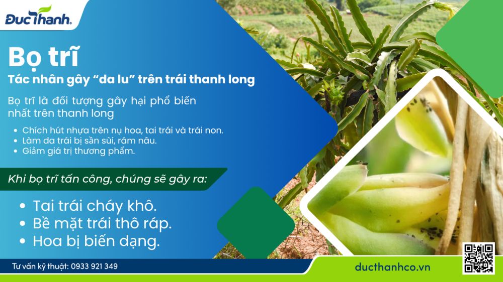Hình 1.  Bọ trĩ – Tác nhân gây “da lu” trên trái thanh long