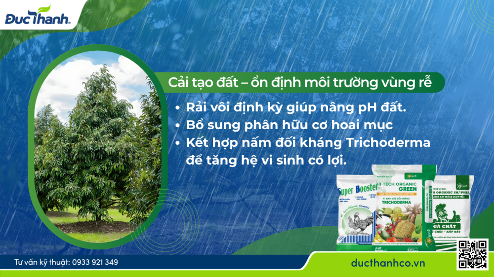 Hình 1. Cải tạo đất – ổn định môi trường vùng rễ