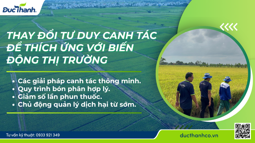 Hình 1. Thay đổi tư duy canh tác để thích ứng với biến động thị trường 