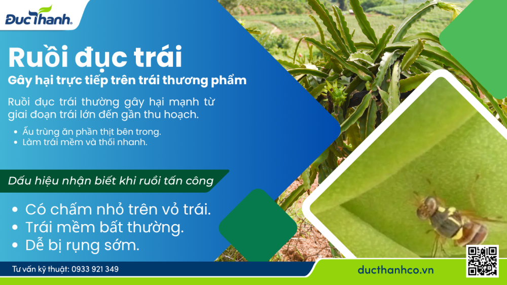 Hình 2. Ruồi đục trái – Gây hại trực tiếp trên trái thương phẩm