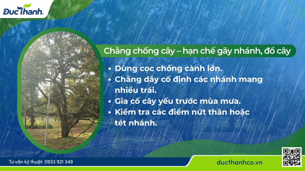 Hình 2. Chằng chống cây – hạn chế gãy nhánh, đổ cây mùa mưa bão