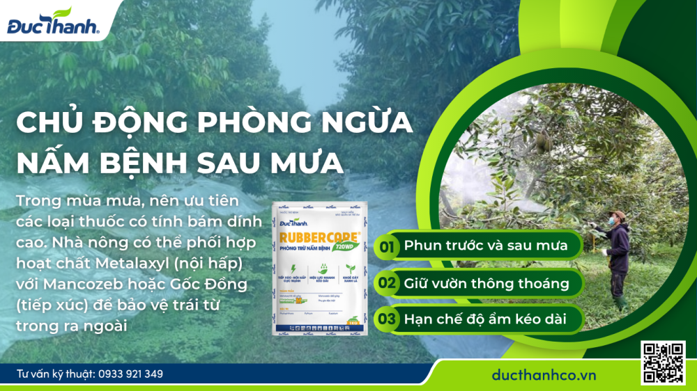 Hình 2. Chủ động phòng nấm bệnh sau mưa